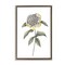 Stupell Industries Camellia Flower Illustration Floating Frame, design by Cecilia Battaini